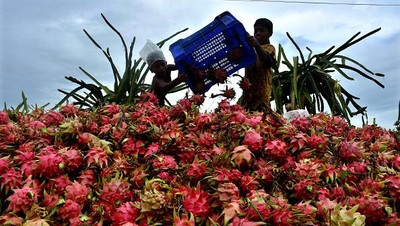 Eksotis Budi Daya Buah Naga di Perbukitan Bangladesh