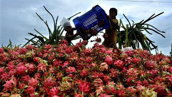 Eksotis Budi Daya Buah Naga di Perbukitan Bangladesh