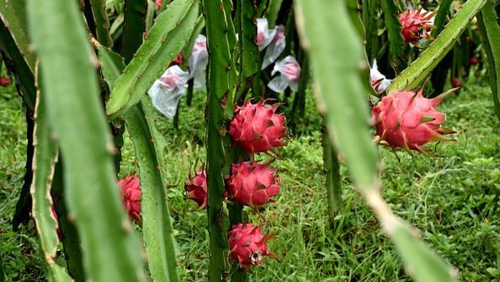 Eksotis Budi Daya Buah Naga di Perbukitan Bangladesh KHAGRACHARI, BANGLADESH - JUNE 22: A view of exotic dragon fruit farm in Khagrachari hills, in Bangladesh on June 22, 2022. Exotic dragon fruit is commercially cultivated in Khagrachari hills. This Thai fruit which became popular in a short time is known as Dragon Fruit in Bangladesh. In addition to native fruits, dragon fruit has taken its place in the fruit market of this country. (Photo by Mohammad Shajahan/Anadolu Agency via Getty Images)