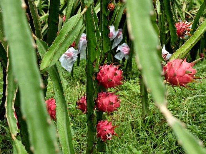 KHAGRACHARI, BANGLADESH - JUNE 22: A view of exotic dragon fruit farm in Khagrachari hills, in Bangladesh on June 22, 2022. Exotic dragon fruit is commercially cultivated in Khagrachari hills. This Thai fruit which became popular in a short time is known as Dragon Fruit in Bangladesh. In addition to native fruits, dragon fruit has taken its place in the fruit market of this country. (Photo by Mohammad Shajahan/Anadolu Agency via Getty Images)