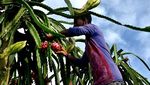 Eksotis Budi Daya Buah Naga di Perbukitan Bangladesh