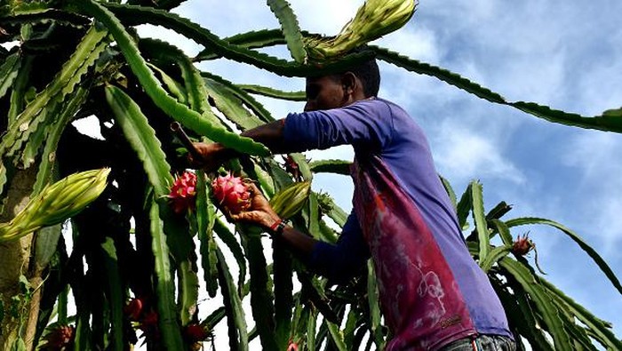 Eksotis Budi Daya Buah Naga di Perbukitan Bangladesh KHAGRACHARI, BANGLADESH - JUNE 22: A view of exotic dragon fruit farm in Khagrachari hills, in Bangladesh on June 22, 2022. Exotic dragon fruit is commercially cultivated in Khagrachari hills. This Thai fruit which became popular in a short time is known as Dragon Fruit in Bangladesh. In addition to native fruits, dragon fruit has taken its place in the fruit market of this country. (Photo by Mohammad Shajahan/Anadolu Agency via Getty Images)