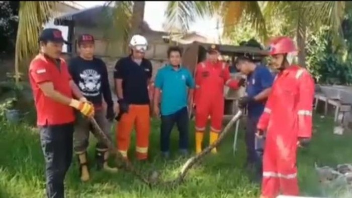Damkar Tanjungbalai saat berhasil menangkap sebuah ular sanca yang meresahkan warga. (Istimewa).