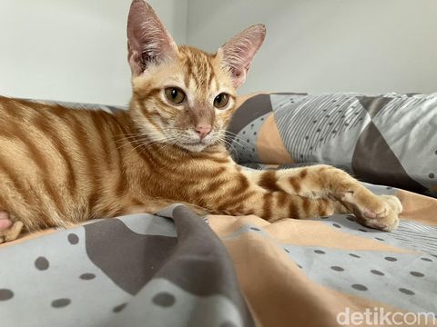 Hasil foto iPhone SE 2022