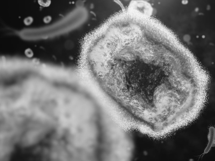 Monkeypox virus