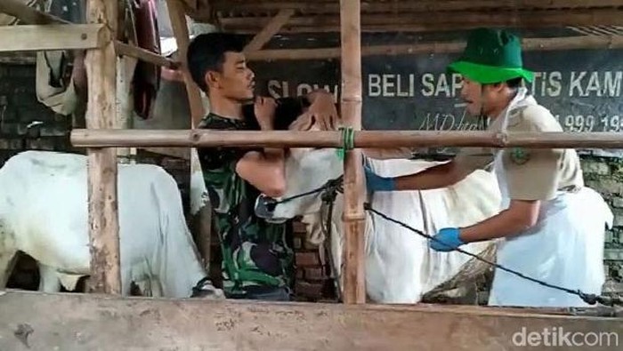 Sapi perah diprioritaskan Pemkot Sukabumi untuk disuntik vaksin PMK. Hal itu dilakukan untuk pencegahan penyebaran penyakit mulut dan kaki pada hewan ternak.