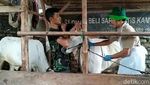 Sapi Perah di Sukabumi Disuntik Vaksin PMK, Begini Prosesnya