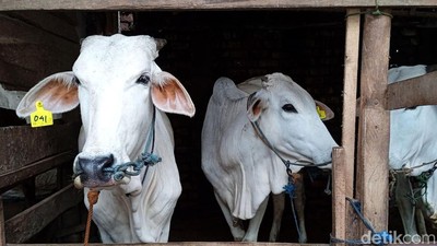 Sapi Perah di Sukabumi Disuntik Vaksin PMK, Begini Prosesnya