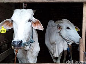 Sapi Perah di Sukabumi Disuntik Vaksin PMK, Begini Prosesnya