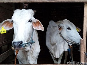 Penjelasan Disnakan Sumedang soal Bantuan Sapi Kelompok Tani Diambil Ormas