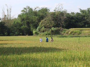 Jatiwangi Art Factory Luncurkan Hutan Kolektif Pertama di Dunia