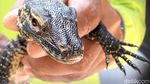 Kabar Baik! Kebun Binatang Surabaya Tambah Koleksi 29 Bayi Komodo