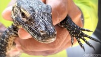Nur Ali menjelaskan 29 telur komodo yang berhasil menetas tersebut hasil dari 40 telur komodo. Telur-telur itu berasal dari dua pasang indukan komodo yang bertelur mulai bulan Juli hingga Agustus pada tahun 2021.  