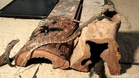 Dengan bertambahnya 29 ekor komodo, Nur Ali menyampaikan saat ini total populasi Komodo yang berada di Kebun Binantang Surabaya berjumlah 134 ekor. 