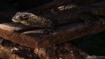 Kabar Baik! Kebun Binatang Surabaya Tambah Koleksi 29 Bayi Komodo