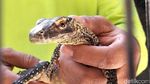 Kabar Baik! Kebun Binatang Surabaya Tambah Koleksi 29 Bayi Komodo