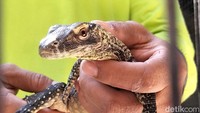 Sementara itu, untuk pemberian makanan pada baby komodo ini, akan diberikan makan dua kali dalam seminggu. Menu makan yang disesuaikan.
