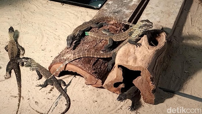 Kebun Binatang Surabaya sukses menambah koleksi satwa dengan menetasnya 29 bayi komodo.