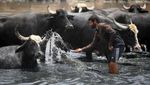 Kekeringan di Irak Paksa Kerbau Mandi di Kubangan Limbah