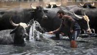 Seorang penggembala Irak mendinginkan kerbaunya dalam air limbah yang memenuhi sungai kering Diyala. Sungai tersebut merupakan anak sungai Tigris, di distrik Al-Fadiliyah timur Baghdad.