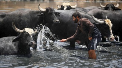 Kekeringan di Irak Paksa Kerbau Mandi di Kubangan Limbah