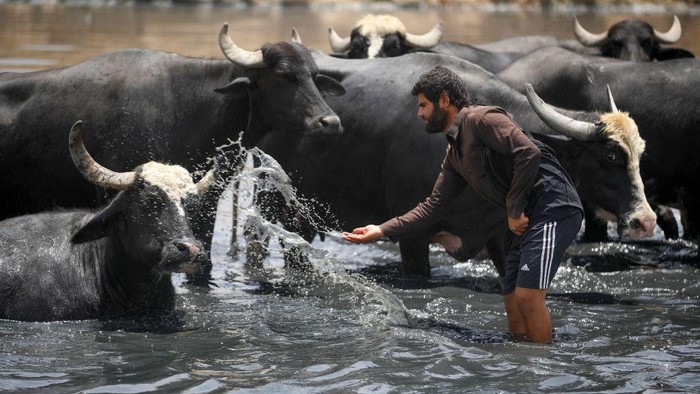 Kekeringan di Irak Paksa Kerbau Mandi di Kubangan Limbah TOPSHOT - Buffaloes graze by wastewater pooling on the bed of the dried-up Diyala river which was a tributary of the Tigris, in the Al-Fadiliyah district east of the Iraqi capital Baghdad, on June 26, 2022. - Iraq's drought reflects a decline in the level of waterways due to the lack of rain and lower flows from upstream neighboring countries Iran and Turkey. (Photo by AHMAD AL-RUBAYE / AFP) (Photo by AHMAD AL-RUBAYE/AFP via Getty Images)
