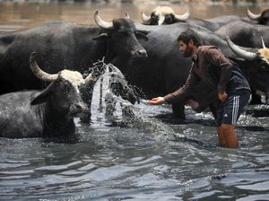 Kekeringan di Irak Paksa Kerbau Mandi di Kubangan Limbah