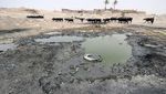 Kekeringan di Irak Paksa Kerbau Mandi di Kubangan Limbah
