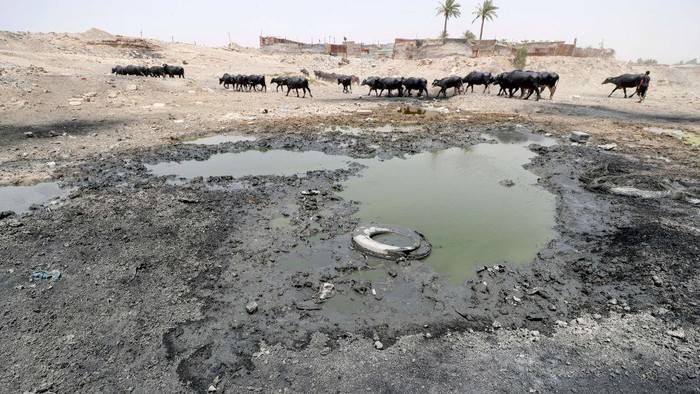Kekeringan di Irak Paksa Kerbau Mandi di Kubangan Limbah TOPSHOT - Buffaloes graze by wastewater pooling on the bed of the dried-up Diyala river which was a tributary of the Tigris, in the Al-Fadiliyah district east of the Iraqi capital Baghdad, on June 26, 2022. - Iraq's drought reflects a decline in the level of waterways due to the lack of rain and lower flows from upstream neighboring countries Iran and Turkey. (Photo by AHMAD AL-RUBAYE / AFP) (Photo by AHMAD AL-RUBAYE/AFP via Getty Images)