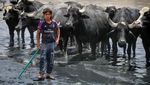 Kekeringan di Irak Paksa Kerbau Mandi di Kubangan Limbah