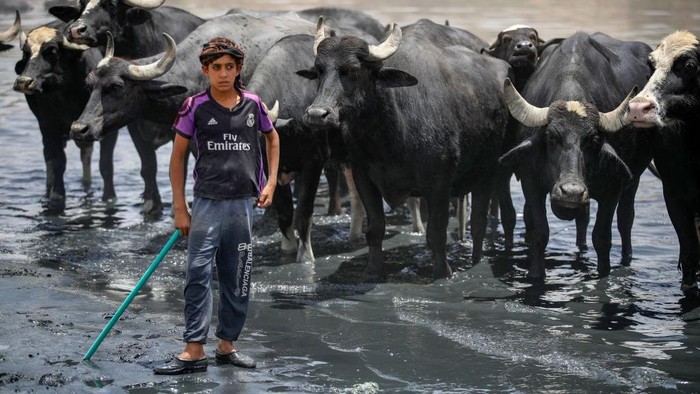 Kekeringan di Irak Paksa Kerbau Mandi di Kubangan Limbah TOPSHOT - Buffaloes graze by wastewater pooling on the bed of the dried-up Diyala river which was a tributary of the Tigris, in the Al-Fadiliyah district east of the Iraqi capital Baghdad, on June 26, 2022. - Iraq's drought reflects a decline in the level of waterways due to the lack of rain and lower flows from upstream neighboring countries Iran and Turkey. (Photo by AHMAD AL-RUBAYE / AFP) (Photo by AHMAD AL-RUBAYE/AFP via Getty Images)