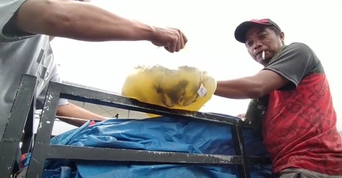 Ikan hias bernilai Rp 18 juta yang mati akibat KMP Nusa Dua kandas di Perairan Gilimanuk, Senin (27/6/2022).