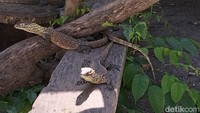 Koleksi anak komodo di Kebun Binatang Surabaya (KBS)/Foto: Deny Prastyo Utomo/detikJatim