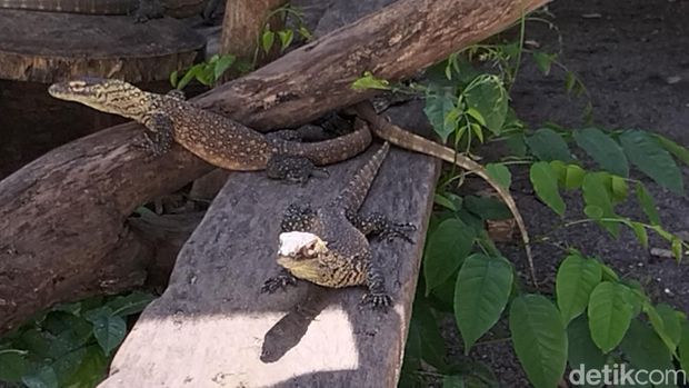 Koleksi komodo di Kebun Binatang Surabaya (KBS) bertambah menjadi 134 ekor. Sebab ada 29 telur yang menetas.