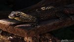 Mengintip Puluhan Komodo yang Baru Menetas di KBS
