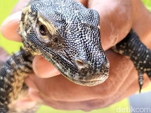 29 Telur Komodo Menetas, Koleksi KBS Jadi 134 Ekor