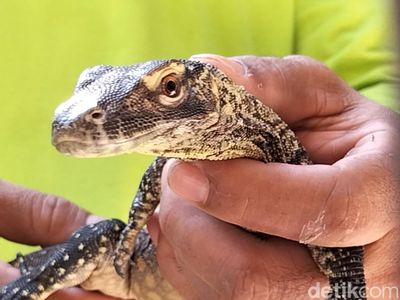 Mengintip Puluhan Komodo yang Baru Menetas di KBS