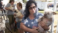 Kontes tak biasa ini diikuti oleh sejumlah anjing yang berasal dari berbagai wilayah di Negeri Paman Sam. (AP Photo/D. Ross Cameron).