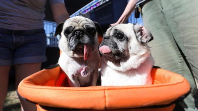 Ada Kontes Anjing Terjelek Dunia di Amerika