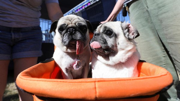Dua ekor anjing menunggu giliran untuk beraksi di kontes Anjing Terjelek Dunia 2022 yang digelar di Petaluma, California, Amerika Serikat. (REUTERS/Nathan Frandino).