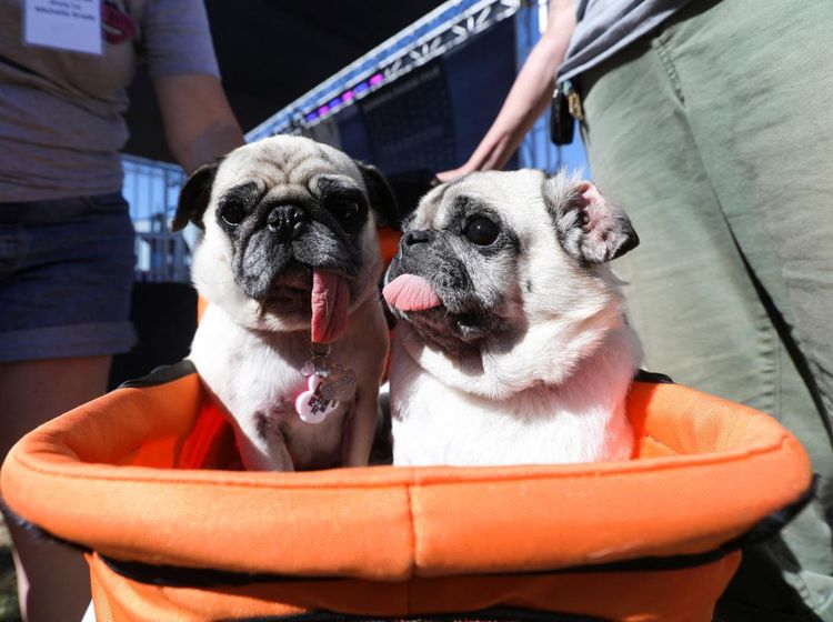 Ada Kontes Anjing Terjelek Dunia di Amerika