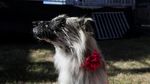 Kontes Anjing Terjelek Dunia Digelar di AS, Ini Pemenangnya
