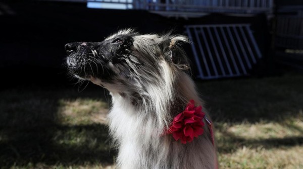Anjing Meksiko yang tidak berbulu, Morita, adalah salah satu pesaing untuk gelar anjing terjelek di dunia pada tahun 2022 dalam kompetisi yang diadakan di Amerika Serikat.  (REUTERS/Nathan Frantino).