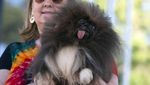 Kontes Anjing Terjelek Dunia Digelar di AS, Ini Pemenangnya