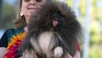 Ann Lewis dari Coos Bay, Oregon, AS, menggendong anjingnya bernama Wild Thing yang ikut serta dalam kontes Anjing Terjelek Dunia 2022 yang digelar di Petaluma, California. (AP Photo/D. Ross Cameron).
