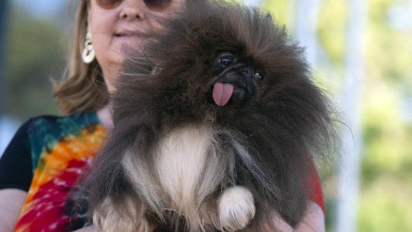 Ann Lewis dari Coos Bay, Oregon, AS, menggendong anjingnya bernama Wild Thing yang ikut serta dalam kontes Anjing Terjelek Dunia 2022 yang digelar di Petaluma, California. (AP Photo/D. Ross Cameron). Ann Lewis dari Coos Bay, Oregon, AS, menggendong anjingnya bernama Wild Thing yang ikut serta dalam kontes Anjing Terjelek Dunia 2022 yang digelar di Petaluma, California. (AP Photo/D. Ross Cameron).