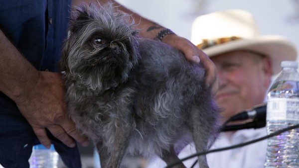 Monkey, anjing dari Pleasant Hill, California, tampil di hadapan juri saat ikut serta dalam kontes Anjing Terjelek Dunia 2022. (AP Photo/D. Ross Cameron).