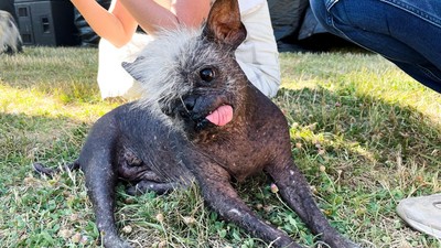 Kontes Anjing Terjelek Dunia Digelar di AS, Ini Pemenangnya