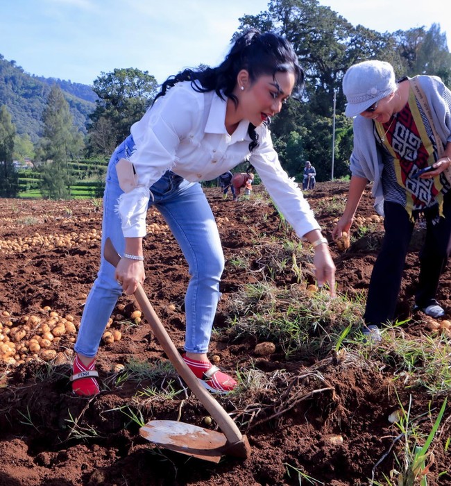 Sambil memegang cangkul, Krisdayanti tampak begitu bersemangat memanen kentang. Ia pun tak takut jika harus kotor-kotoran. Foto: dok. Instagram/@krisdayantilemos
