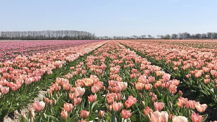 Kebun bunga Tulip